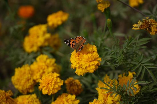 花圃中，一只花蝴蝶在勤劳的觅食