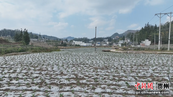 图为织金县以那镇五星村油菜种植基地。