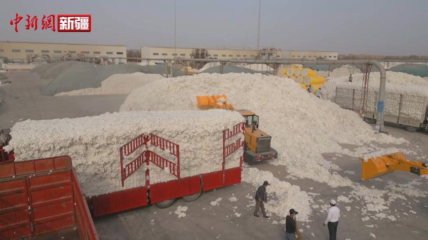 新疆巴楚棉花進入盛采期 生產全程機械化助采收