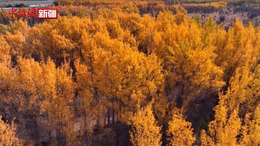 新疆叶尔羌河畔胡杨一树金黄