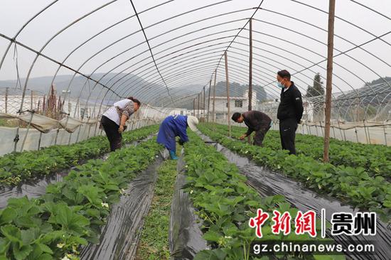 惠城草莓种植基地