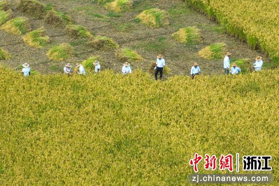 农民整理收割完成的稻子。（无人机拍摄） 潘侃俊供图