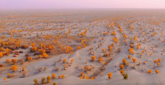 壮美！新疆阿拉尔万亩沙漠胡杨身披“黄金甲”