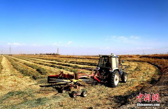 新疆兵团：机械收割饲草 备足牲畜越冬“口粮”