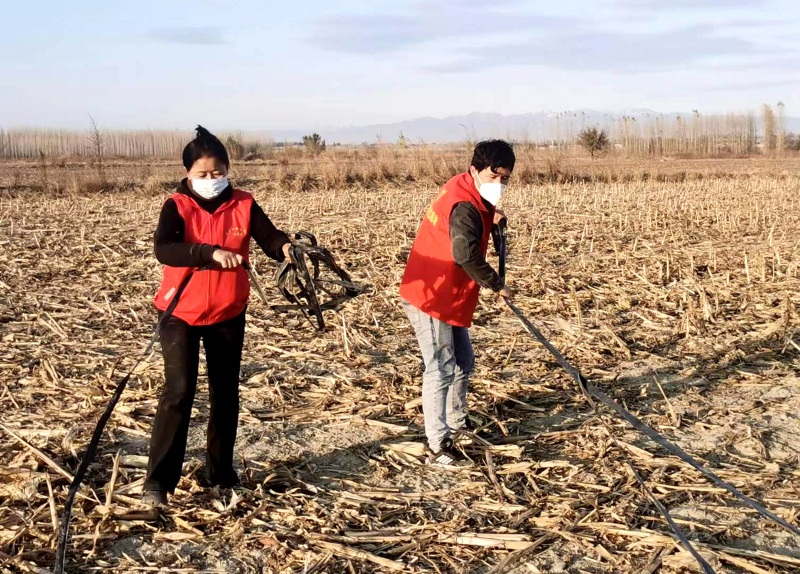 新疆察布查尔：助农清理滴灌带 不误农时保秋播
