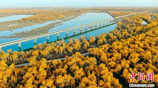 中国百分之九十以上的胡杨林生长在新疆塔里木河流域。　柳玉柱 摄