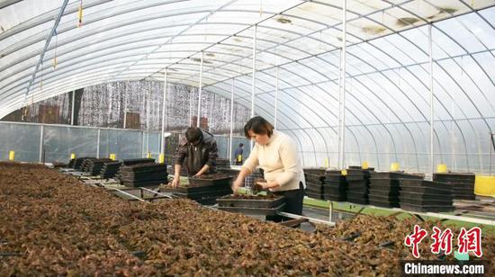 经过6个多月生长期的金线莲已进入采收期，标志着南方特色作物——“药王”金线莲在温宿中试成功。　金晓　摄