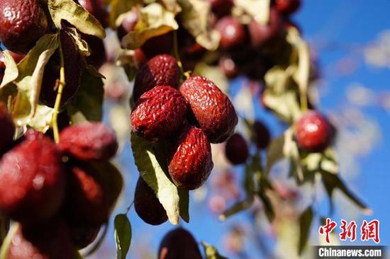 新疆兵团第三师图木舒克市红枣挂满枝头。今年，当地种植红枣33万亩。　塔依尔·艾力　摄
