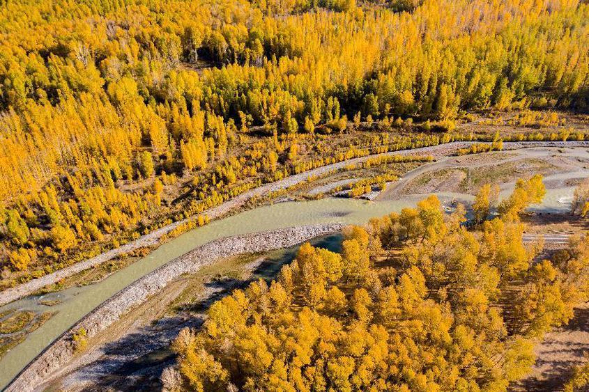 新疆博州：博尔塔拉河畔一色金黄尽然“秋”