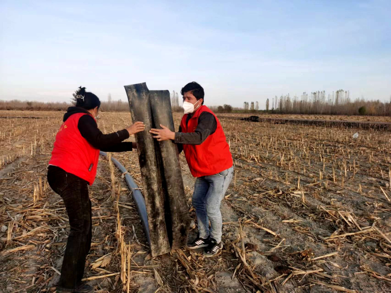 11月1日，齐格勒克村“三秋支农服务队”党员干部正在玉米地里帮助种植户收拾捆绑饮水副管。