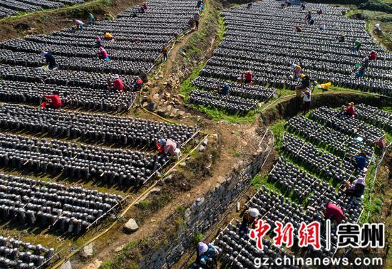 贵州黔西：木耳采收 农民增收