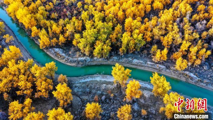 新疆塔里木河兩岸原始胡楊林層林盡染
