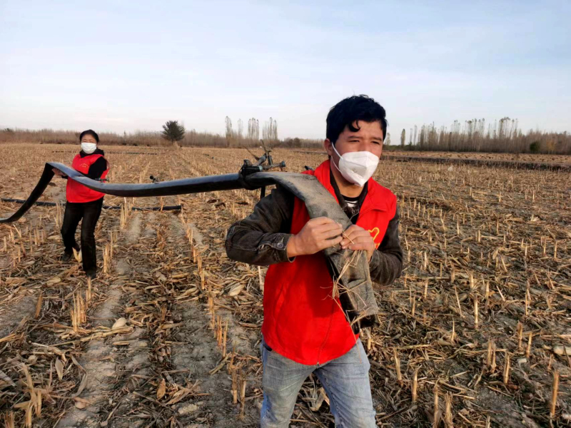 11月1日，齐格勒克村“三秋支农服务队”队员正在帮助种植户回收玉米地里的饮水副管。
