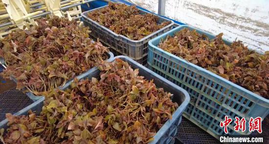如今，采摘季节到了，新疆温宿县金线莲长势较好，产量也高。　金晓 摄