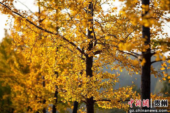贵州省黔西市杜鹃大道的银杏树叶。