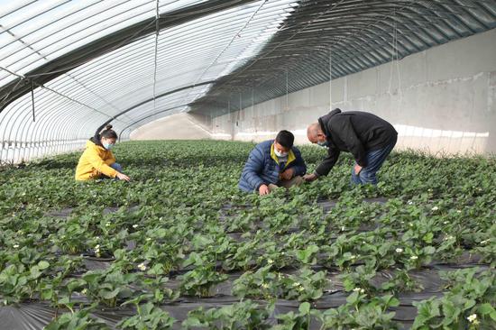 十團昌安鎮：探索種植高端食用菌  蹚出壯大集體經濟新路徑