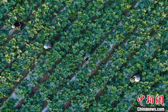 11月3日，航拍农户在秋冬蔬菜种植基地采摘、整理西葫芦。　瞿宏伦 摄