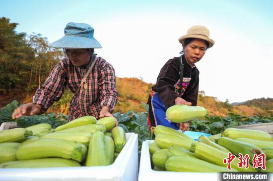 11月3日，农户在秋冬蔬菜种植基地将采摘的西葫芦装箱。　瞿宏伦 摄