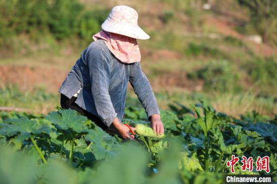 11月3日，农户在秋冬蔬菜种植基地整理采摘的西葫芦。　瞿宏伦 摄