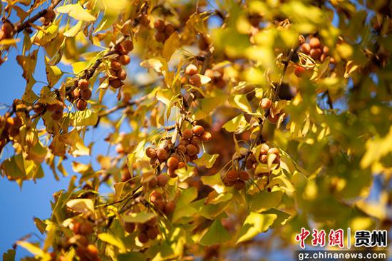 11月1日，贵州省黔西市杜鹃大道的银杏树叶。