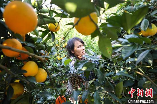11月4日，果农在采摘脐橙。　瞿宏伦 摄