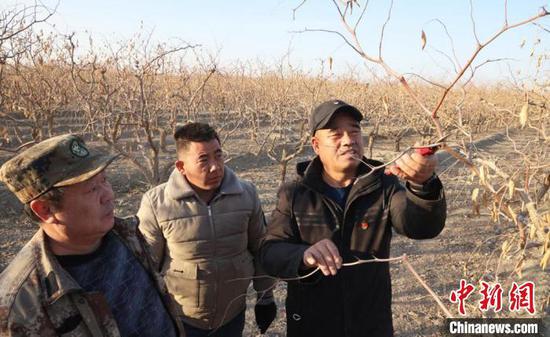 刘军（右一）在为种植户讲解枣树修剪要点。　冯波　摄