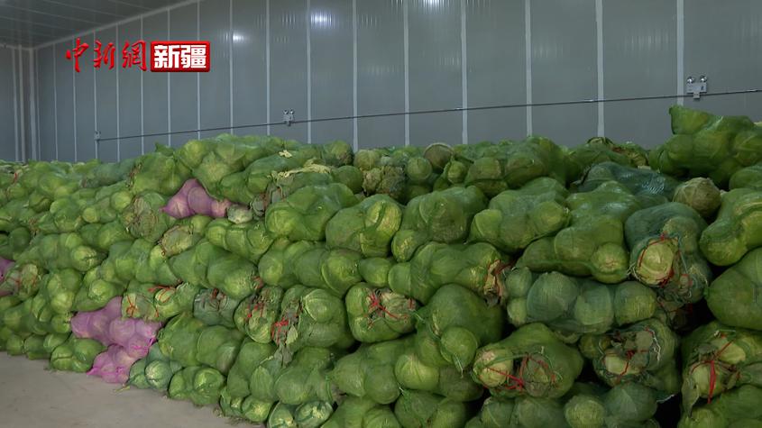 新疆温宿县：用好冬储菜窖 备好蔬菜供给