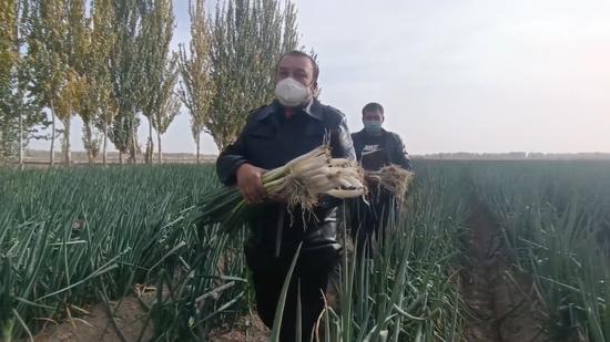新疆塔克拉玛干沙漠西南小城 发展特色产业助农增收致富