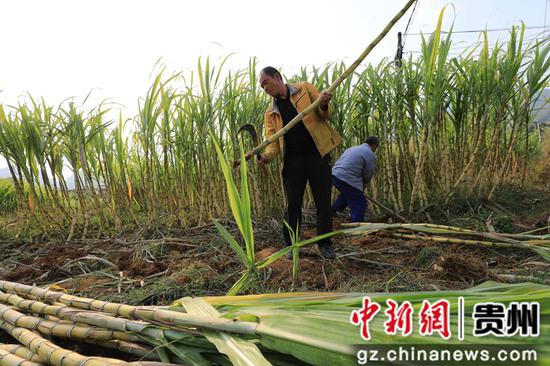 贵州江口：黄皮甘蔗喜迎丰收