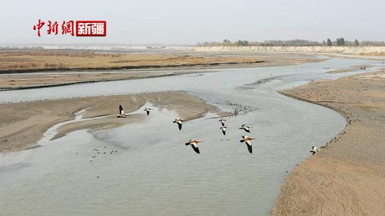 新疆乌什县：湿地生态美 鸟儿翩翩飞