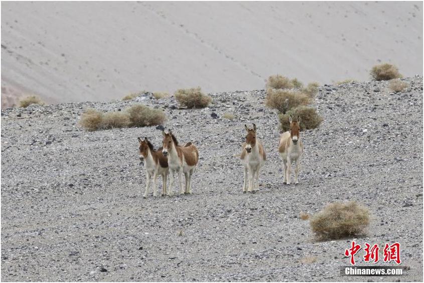 资料图为藏野驴，栖居于海拔3600米至5400米地带，国家一级保护动物。文/朱景朝 图/依明江