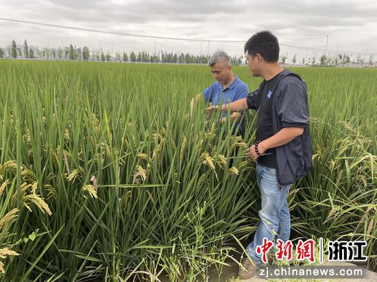 宁波农民“牵手”浙大专家种植功能性稻米。郑爱娟供图