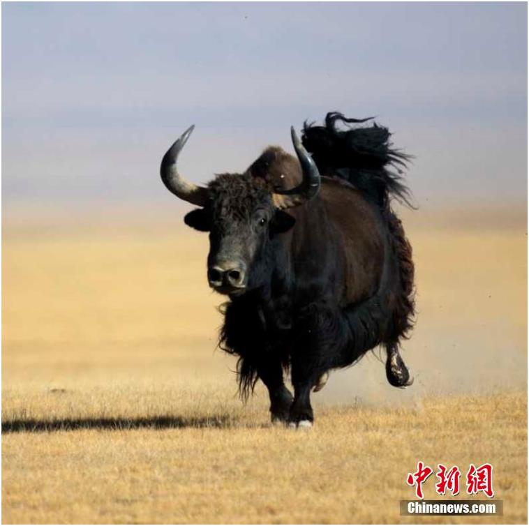 资料图为野牦牛，典型的高寒动物，极其耐寒，国家一级保护动物。文/朱景朝 图/依明江