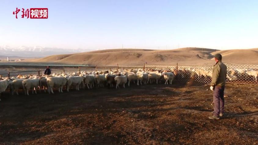新疆昭蘇：引進優質畜種 促進牲畜品種改良