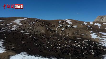 新疆巴州：天山草原覆瑞雪 牛羊漫步愜意行