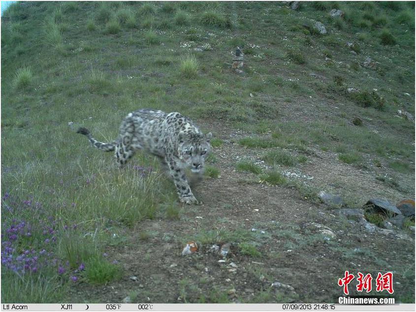 资料图为雪豹，由于其常在雪线附近和雪地间活动而得名。国家一级保护动物。文/朱景朝 图/依明江