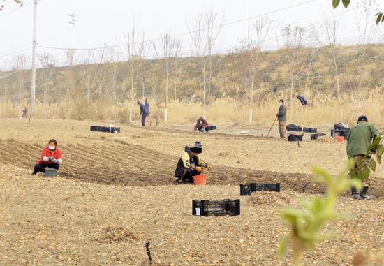 11月6日，在青格达湖旅游风景区内，工人们正忙着栽种郁金香种球。