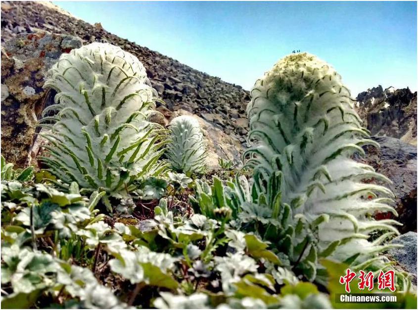 新疆帕米爾高原珍稀野生動植物你了解幾個
