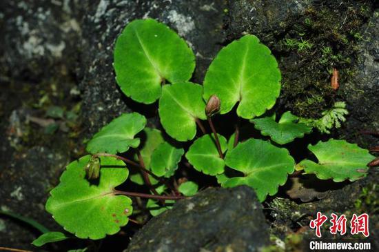 贵州发现植物新种“世纬堇菜” 被初步评估为极危状态