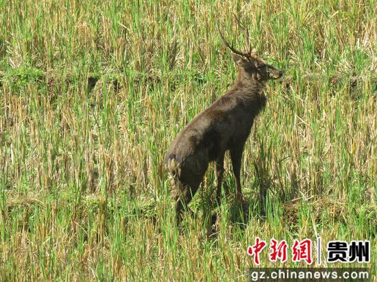 贵州晴隆发现“濒危神兽”水鹿