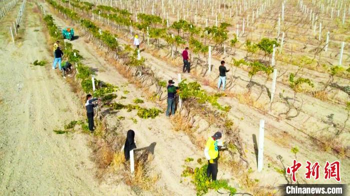 新疆巴州逾18万亩葡萄“冬眠” 机械助力盖上“棉被”（图）