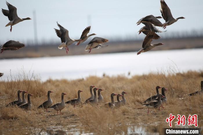 新疆烏倫古湖國家濕地公園迎來首批遷徙候鳥