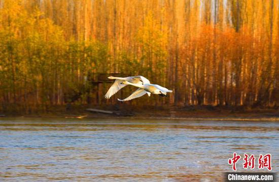 初冬的新疆开都河畔 白天鹅翩翩起舞