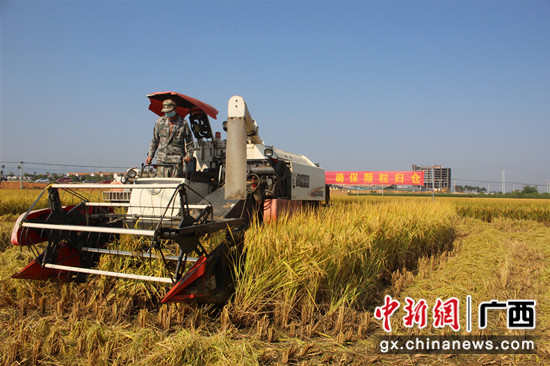 机手正在熟练地操作水稻收割机进行比赛中 百色农机中心供图