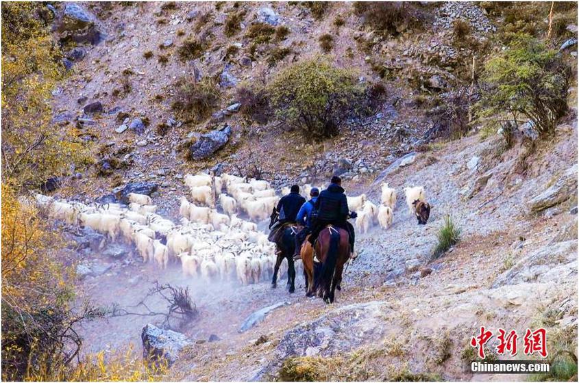 牧民赶着牲畜在山谷中穿行。 巴合提亚尔·热斯开力德 摄