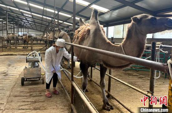 在八十四团一连双河市迪彩骆驼养殖专业合作社内，工作人员正在为骆驼挤奶。　周阳 摄