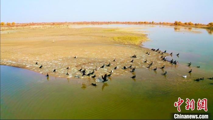 新疆尉犁縣羅布淖爾國家濕地公園候鳥棲息時間延長
