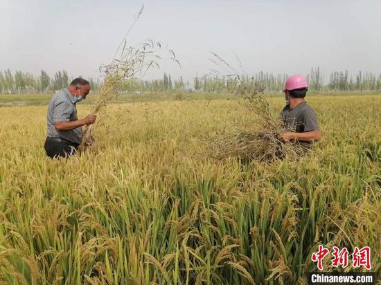 新疆喀什市帕哈太克里乡依托丰富水资源，发展特色种植和养殖，推进乡村振兴 。图为该乡海水稻田。　朱景朝　摄