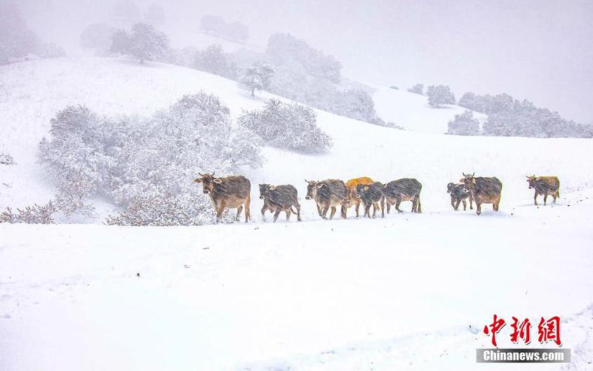 大雪催促着牛羊归圈。 杨晓千 摄