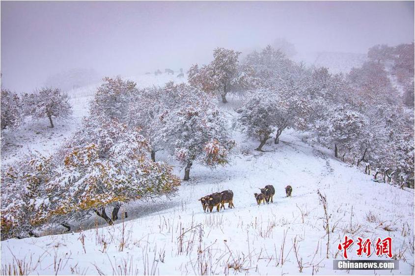 皚皚白雪中，歸途的牛群。 楊曉千 攝